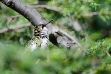 Ruffled Hummingbird Looking For Trouble