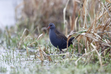 Water rail, Rallus aquaticus