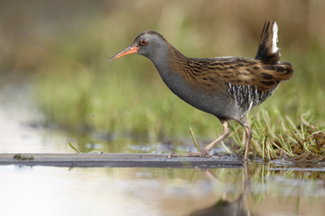 Water rail, Rallus aquaticus