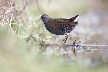 Water rail, Rallus aquaticus