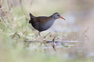 Water rail, Rallus aquaticus