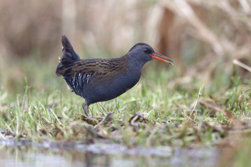 Water rail, Rallus aquaticus