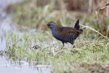Water rail, Rallus aquaticus