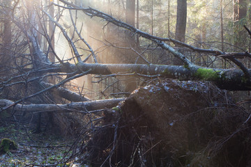 Old stand stand in morning