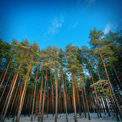 pine