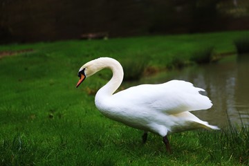 Cygne