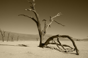 Albero secco