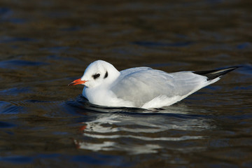 Black-headed Gull, Chroicocephalus ridibundus