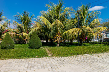 Fototapeta premium garden outdoors view with palm and sky at background