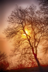 Fototapeta na wymiar Intense dawn with vivid sun and autumnal oak tree