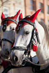 horses  in decorative harness for cabs in Cracow.Poland