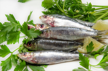 Fresh sardines