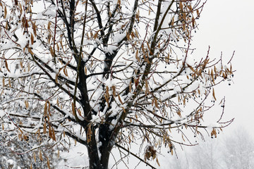 Winter Cold Tree with Snow Winter Time