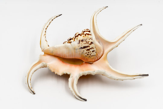 Lambris Chiragra Seashell on white backgrounds