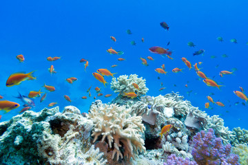 Panele Szklane  rafa koralowa z egzotycznymi rybami anthias w tropikalnym morzu