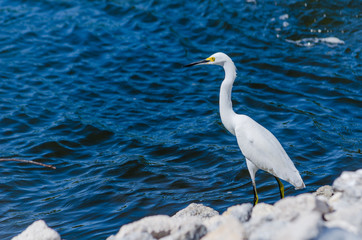 Great Egret hunting for food in Florida