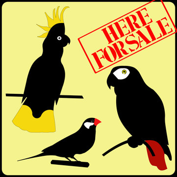 birds exotis sale sign