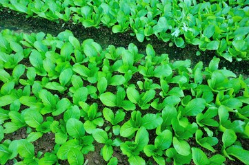Green choy sum in growth at vegetable garden 