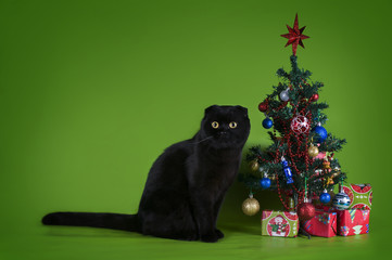black british Fold on a green background isolated