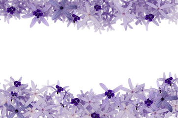 Fototapeta na wymiar Purple flowers background