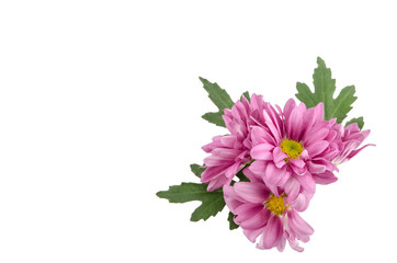 Pink flowers background