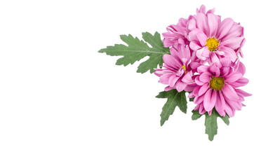 Pink flowers background