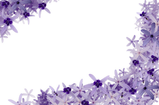 Fototapeta Purple flowers background