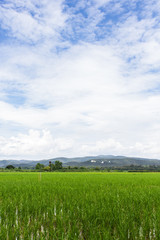 Green rice field with beauty sky in Thailand