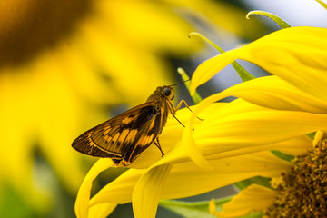 Bush Hopper Butterfly (Hesperiidae: Ampittia dioscorides) on sun