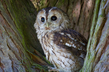Tawny Owl in tree