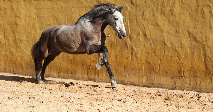 Apelschimmel im Galopp