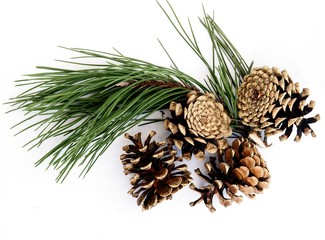 cones and twig of pine tree