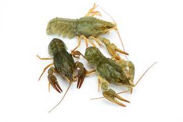 écrevisses