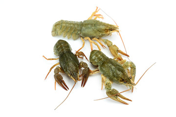 écrevisses