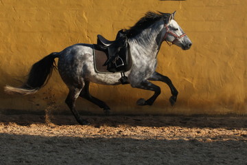 Apfelschimmel mit Sattel - Galopp