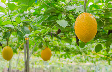 Baby Jackfruit in garden