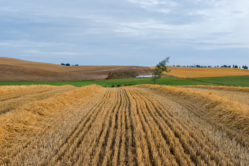 Krajobraz wiejski, po żniwach © janmiko