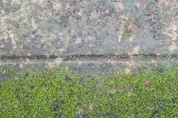 wall brick with moss