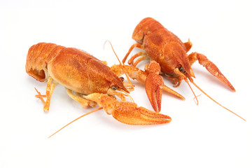écrevisse