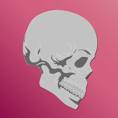 human skull vector