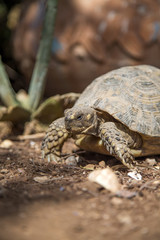 Turtle