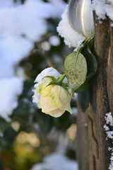 weiße Rose im Schnee