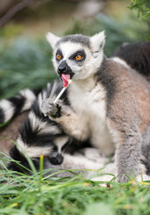 Naklejka na ściany i meble ring-tailed lemur