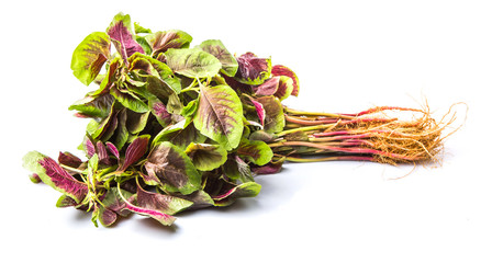 Chinese red spinach l