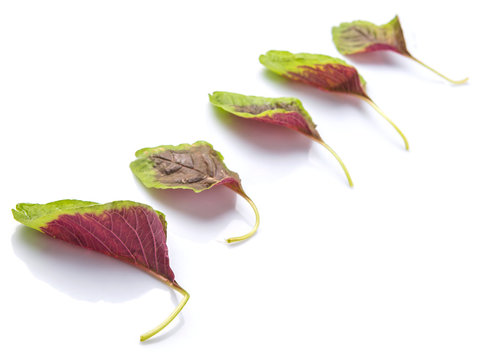 Chinese red spinach leaves over white background