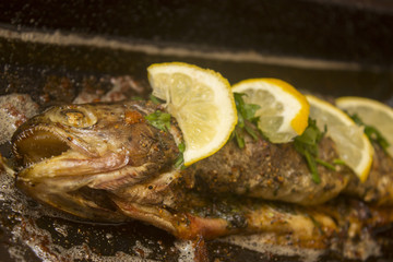 Trout from the ove