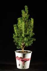 Miniature fir tree in the flowerpot isolated