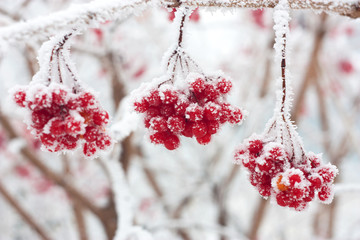 ash berries in snow
