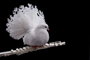 White pigeon on flute, isolated on black background.
