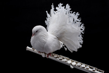 White pigeon on flute © krstrbrt